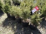 BLACK HILLS SPRUCE, BID X 5