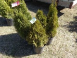 ARBORVITAE, BID X 5