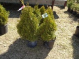 ARBORVITAE, BID X 5