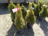 ARBORVITAE, BID X 5
