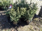 BLUE WONDER SPRUCE, A SILVER STRAIN OF THE SPRUCE FAMILY, EASY TO GROW, LIK
