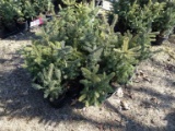 BLUE WONDER SPRUCE, A SILVER STRAIN OF THE SPRUCE FAMILY, EASY TO GROW, LIK