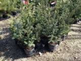 BLUE WONDER SPRUCE, A SILVER STRAIN OF THE SPRUCE FAMILY, EASY TO GROW, LIK