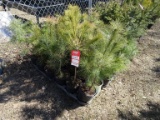 EASTERN WHITE PINES, FASTEST GROWING EVERGREEN TREE, GROWS IN FULL SUN AND