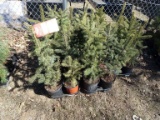 BLUE WONDER SPRUCE, A SILVER STRAIN OF THE SPRUCE FAMILY, EASY TO GROW, LIK