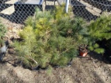 EASTERN WHITE PINES, FASTEST GROWING EVERGREEN TREE, GROWS IN FULL SUN AND