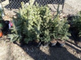 BLUE WONDER SPRUCE, A SILVER STRAIN OF THE SPRUCE FAMILY, EASY TO GROW, LIK