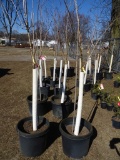 FALL FIESTA SUGAR MAPLE, BID X 2