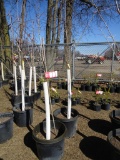 COMMORATION SUGAR MAPLE, BID X 2
