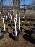 CRIMSON KING MAPLE, BID X 2