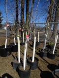 OCTOBER GLORY RED MAPLE, BID X 3