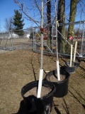 RED SUNSET MAPLE, BID X 2