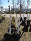 AUTUMN BLAZE MAPLE, BID X 4