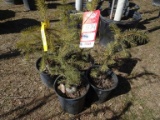 SERBIAN SPRUCE, BID X 5