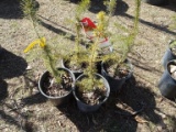 SERBIAN SPRUCE, BID X 5