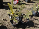 NORWAY SPRUCE, BID X 5