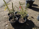 NORWAY SPRUCE, BID X 5