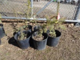 DOUGLAS FIR, BID X 5