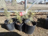 CONCOLOR FIR, BID X 5