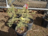 CONCOLOR FIR, BID X 5