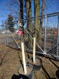SHADEMASTER HONEY LOCUST, BID X 2