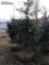 SERBIAN SPRUCE 6' [BID X 2]