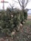 ARBORVITAE DARK GREEN, 5' [BID X 6]