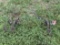 1-ROW 3PT CULTIVATOR BAR