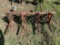 ALLIS 3-ROW CULTIVATOR WITH FARMALL MOUNT