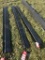 FORK EXTENSIONS, 84''