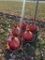 PLASSON POULTRY DRINKERS [5]