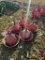 PLASSON POULTRY DRINKERS [5]