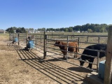 (5 QTY.) GALVANIZED SQUARE TUBE GATES, 11' LONG X 50'' TALL, GATES HAVE 12'' CUT OUT FOR WATER FOUNT