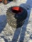 26 X 12-12 AG TIRES & RIMS (2)