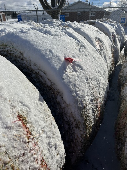 4' X 5' ROUND BALES, PURE ALFALFA HAY, APPROX. 800 LBS