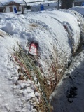 4' X 5' ROUND BALES, PURE ALFALFA HAY, APPROX. 800 LBS