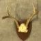 5 Point Indiana Deer Rack