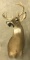 11 Point Indiana White Tail Deer Mount