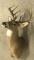 12 Point Indiana White Tail Deer Mount