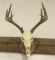 8 Pt. Indiana Deer Antlers/Skull