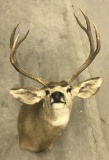 6 Point Douglas Wyoming Mule Deer Mount