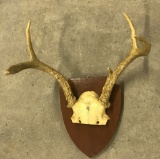 5 Point Indiana Deer Rack