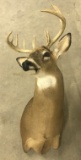 11 Point Indiana White Tail Deer Mount