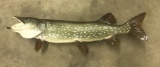 Canadian Northern Pike Fish Mount