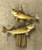 Lake  Erie Walleye Mounts