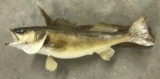Walleye Fish Mount