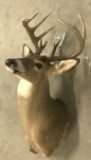 12 Point Indiana White Tail Deer Mount