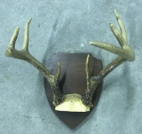 8 Point Indiana Deer Rack