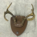 8 Point Indiana Deer Rack