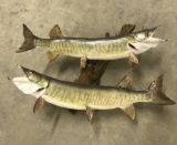 2 Muskie Fish Mounts